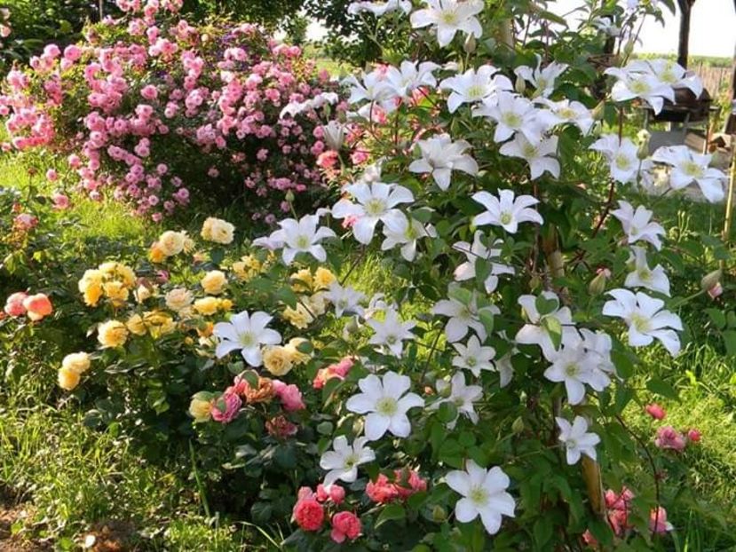  - 1-0 Favoritele gradinii mele