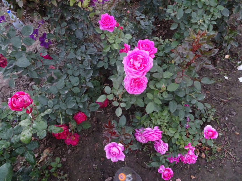 Claire Marshall - SFARSIT DE OCTOMBRIE