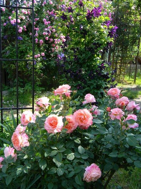  - 1-0 Favoritele gradinii mele