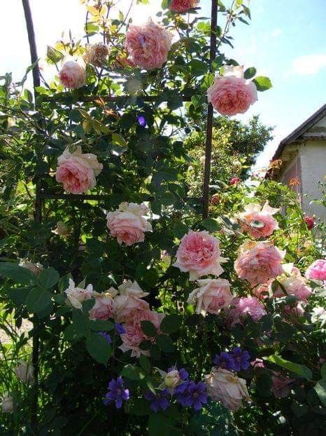  - 1-0 Favoritele gradinii mele