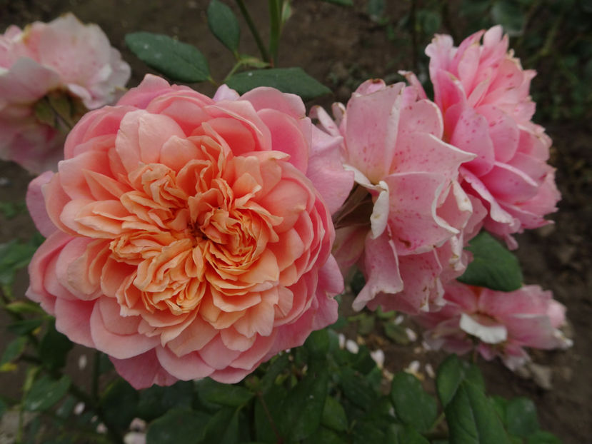 Festival des Jardins de Chaumont - SFARSIT DE OCTOMBRIE