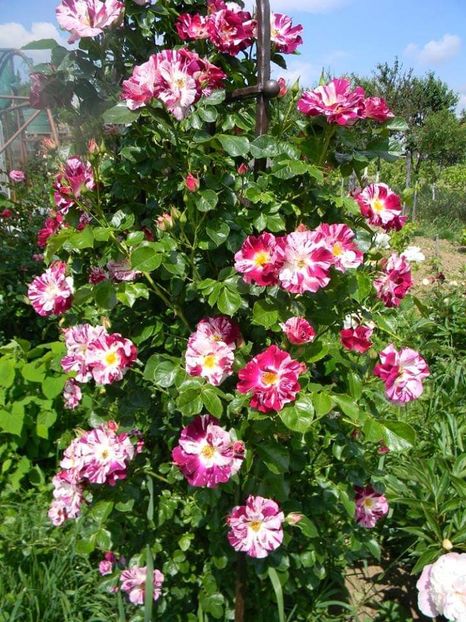  - 1-0 Favoritele gradinii mele