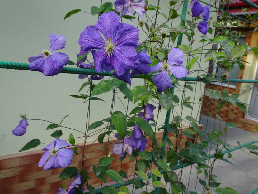 Perle d'Azur - SFARSIT DE OCTOMBRIE