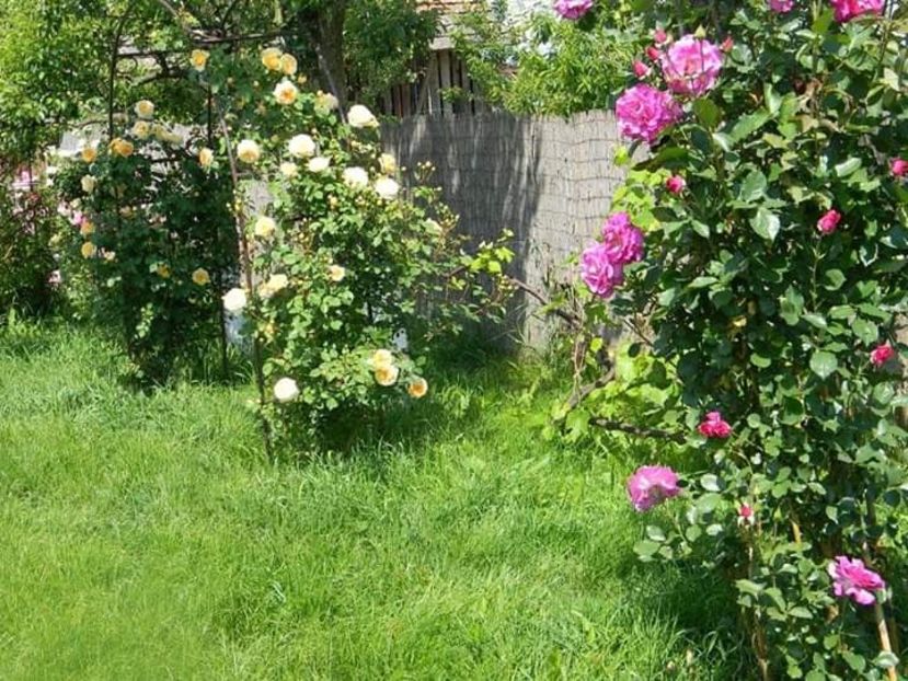  - 1-0 Favoritele gradinii mele