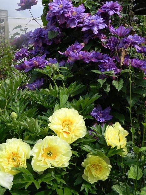  - 1-0 Favoritele gradinii mele