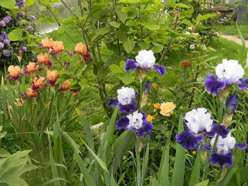  - 1-0 Favoritele gradinii mele