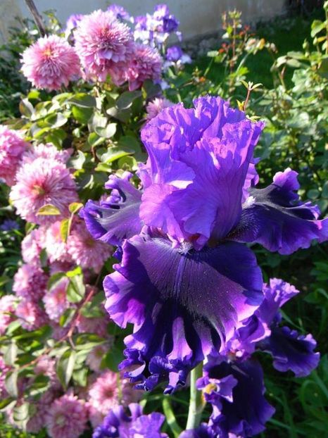  - 1-0 Favoritele gradinii mele