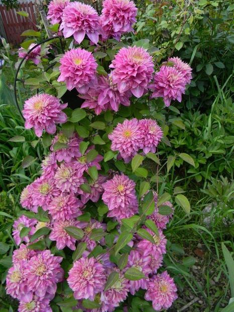  - 1-0 Favoritele gradinii mele