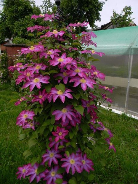  - 1-0 Favoritele gradinii mele