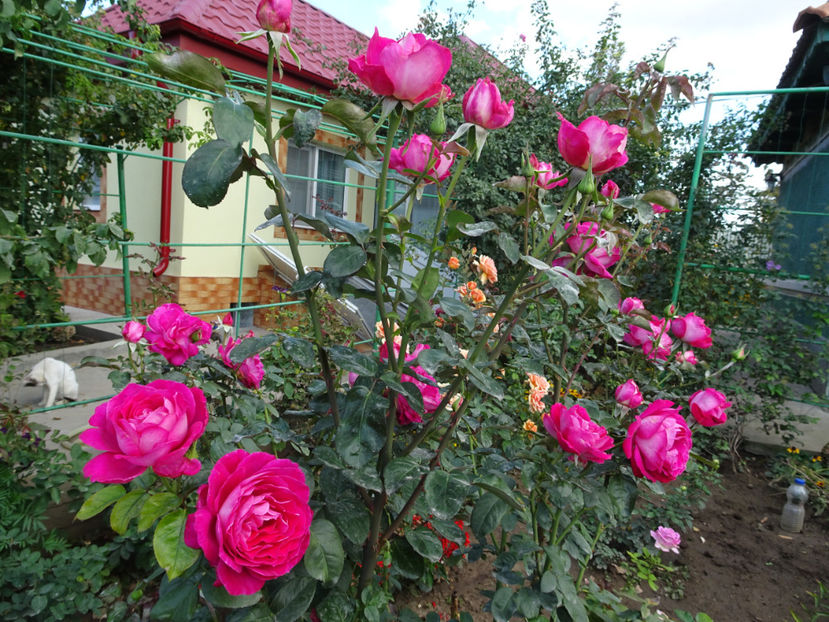 Baronne de Rothschild - SFARSIT DE OCTOMBRIE