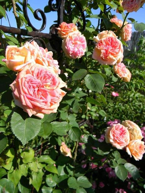  - 1-0 Favoritele gradinii mele