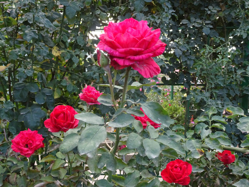 Red Intuition - SFARSIT DE OCTOMBRIE