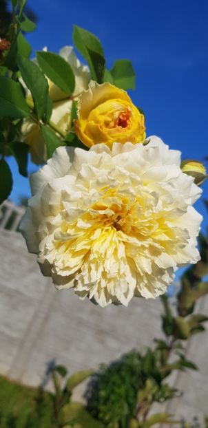  - Trandafiri fermecatori