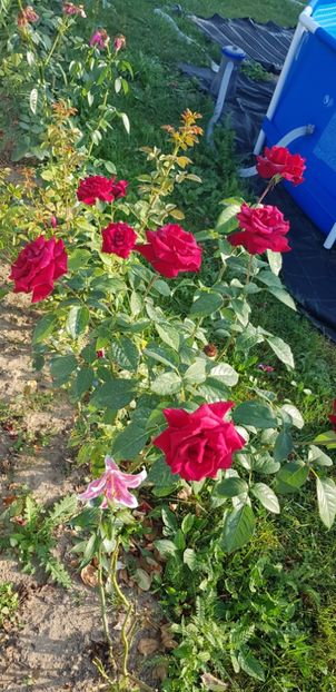  - Trandafiri fermecatori