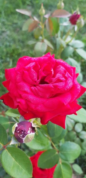  - Trandafiri fermecatori