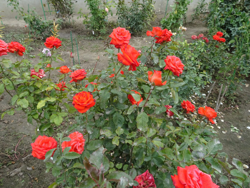 Mercedes - SFARSIT DE OCTOMBRIE