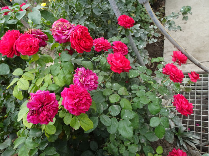 Red Leo - SFARSIT DE OCTOMBRIE