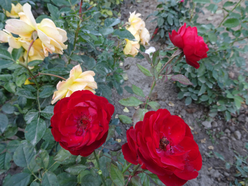 Mariandel - SFARSIT DE OCTOMBRIE