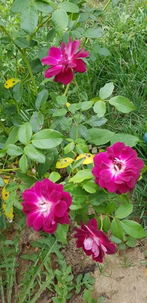  - Trandafiri fermecatori