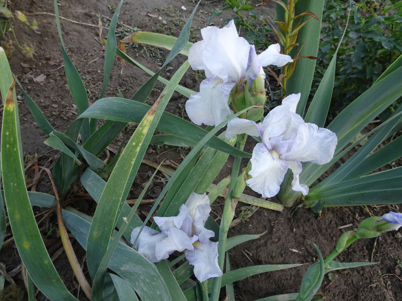  - SFARSIT DE OCTOMBRIE