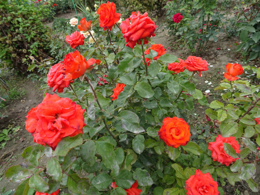 Mercedes - SFARSIT DE OCTOMBRIE