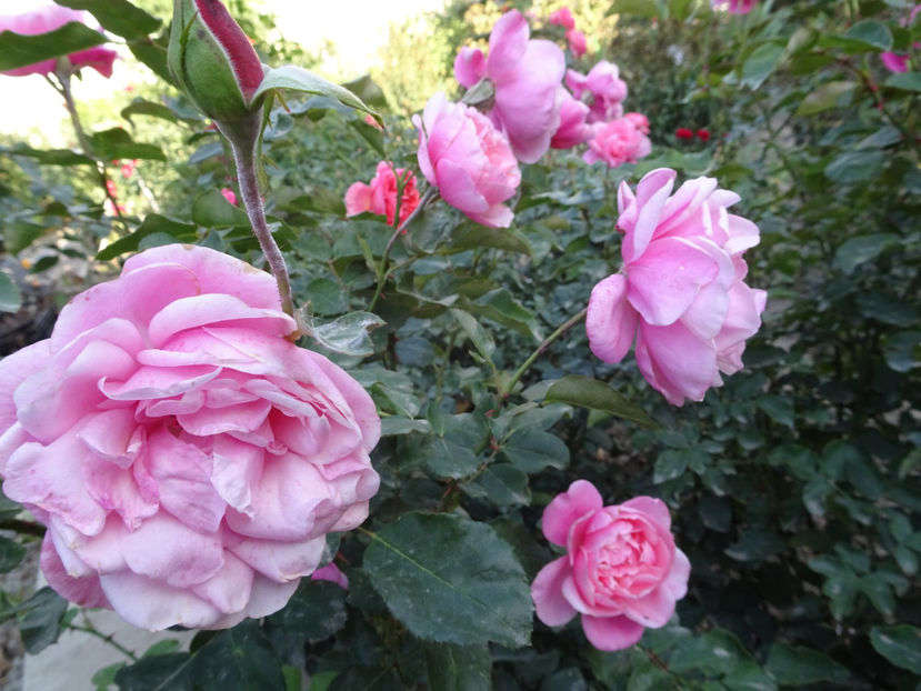 Delbir - SFARSIT DE OCTOMBRIE