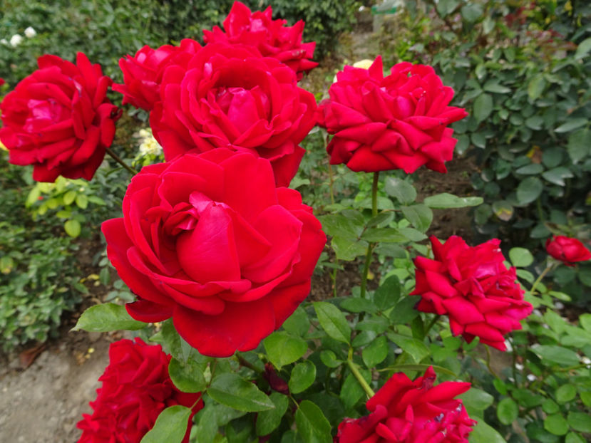 Diana th - SFARSIT DE OCTOMBRIE