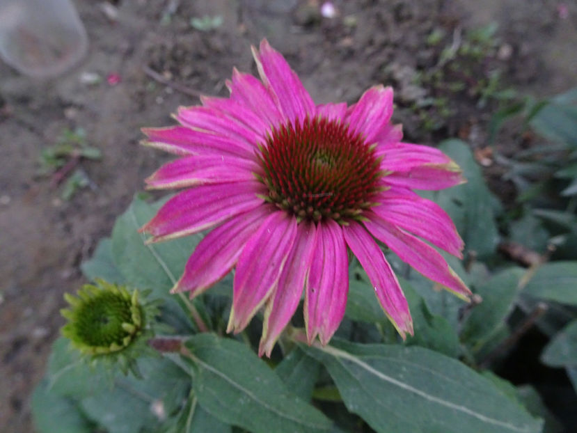  - SFARSIT DE OCTOMBRIE