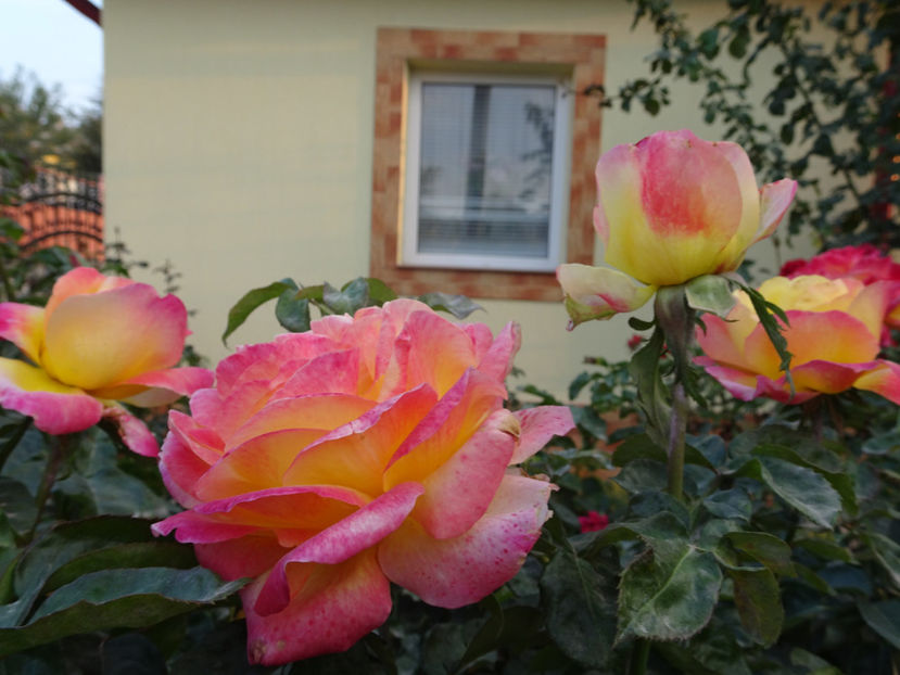 Pullman Orient Express - SFARSIT DE OCTOMBRIE