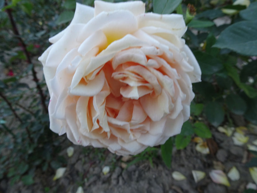 Tahiti - SFARSIT DE OCTOMBRIE