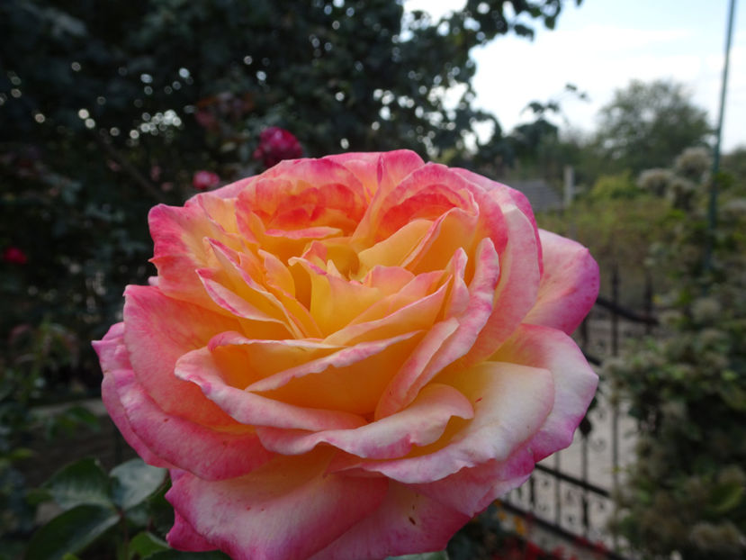 Pullman Orient - SFARSIT DE OCTOMBRIE