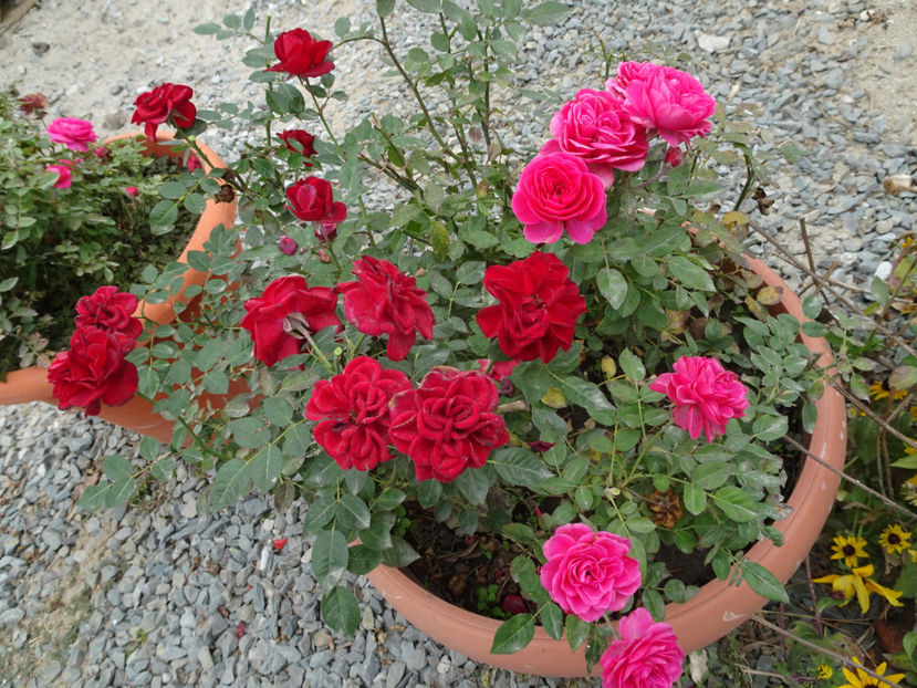 mini - SFARSIT DE OCTOMBRIE