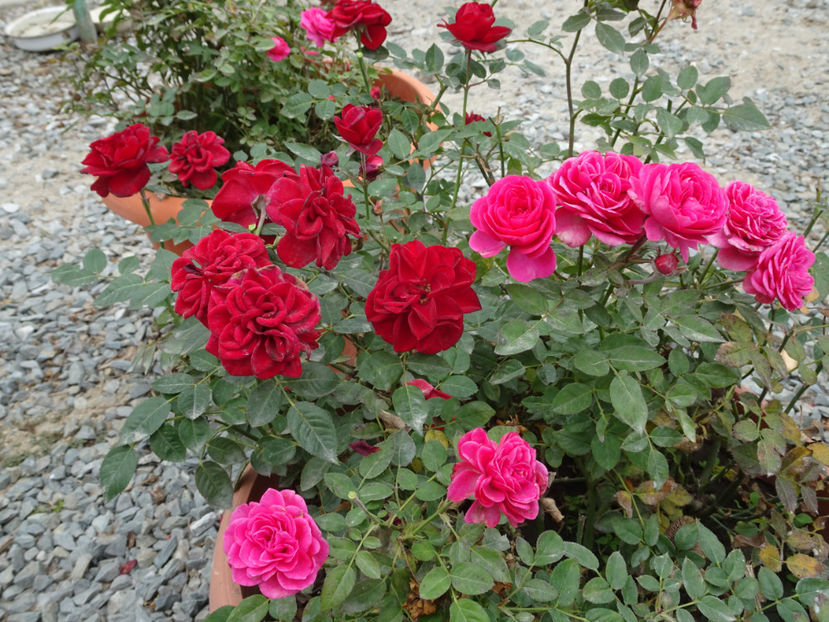 mini - SFARSIT DE OCTOMBRIE