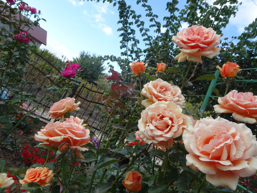 Ashram - SFARSIT DE OCTOMBRIE