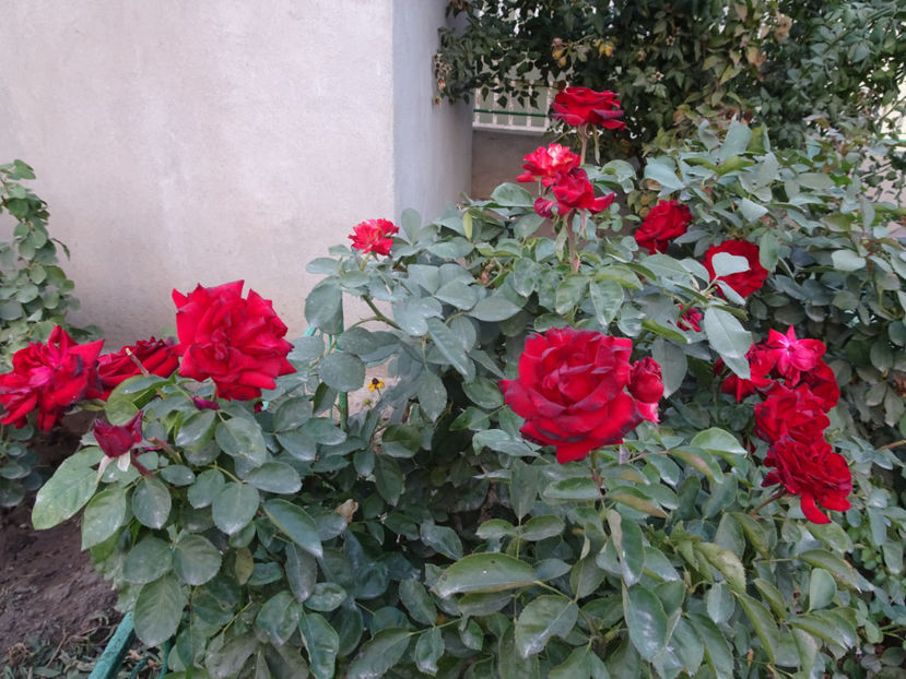 Niccolo Paganini - SFARSIT DE OCTOMBRIE