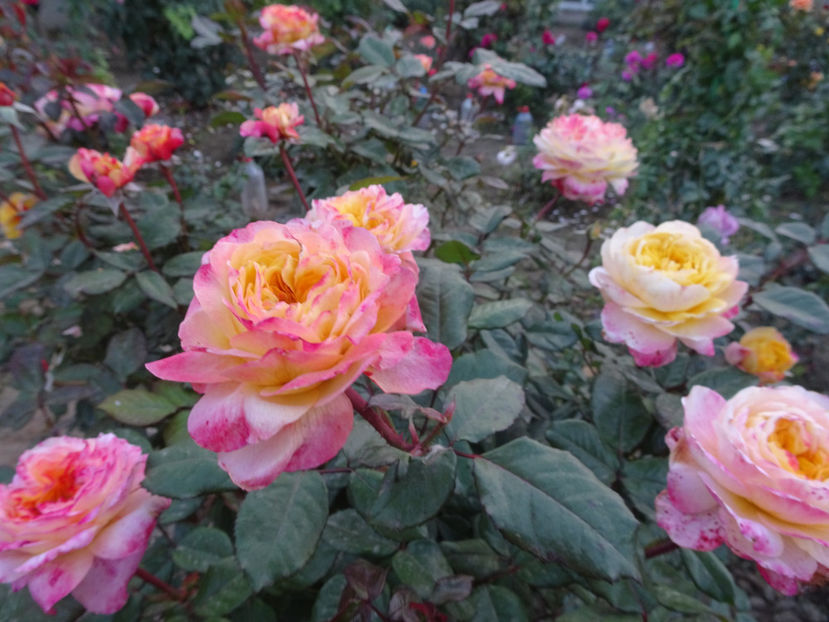 Georges Denjean - SFARSIT DE OCTOMBRIE