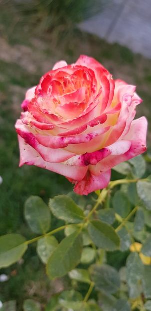  - Trandafiri fermecatori