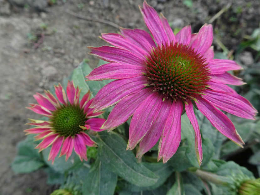  - SFARSIT DE OCTOMBRIE