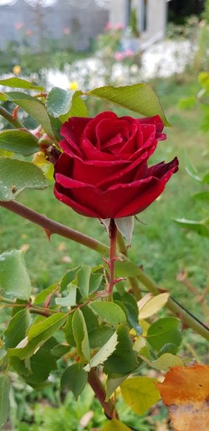  - Trandafiri fermecatori