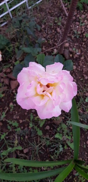  - Din grădina si alte floricele