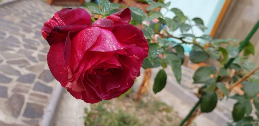  - Trandafiri fermecatori