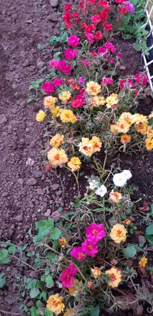  - Din grădina si alte floricele