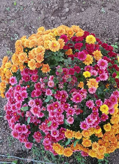  - Din grădina si alte floricele