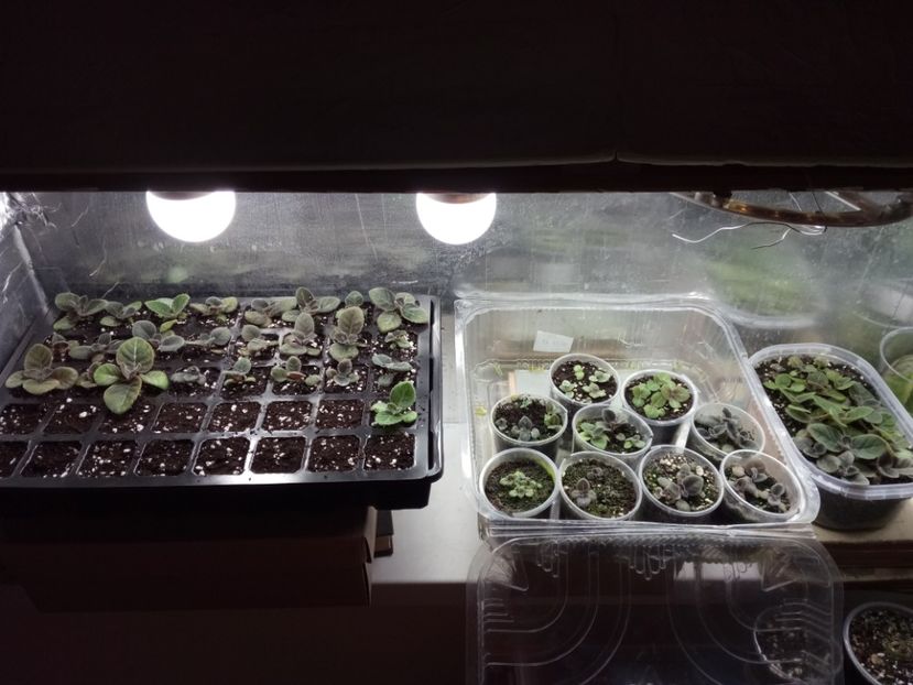 A trebuit sa le mai raresc. - Gloxinii din semințele obținute de mine 2018-2019