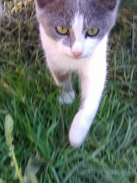 cenusa - Micile mele feline 2018