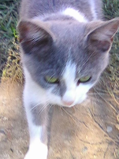 noua achizitie..((...cenusa - Micile mele feline 2018