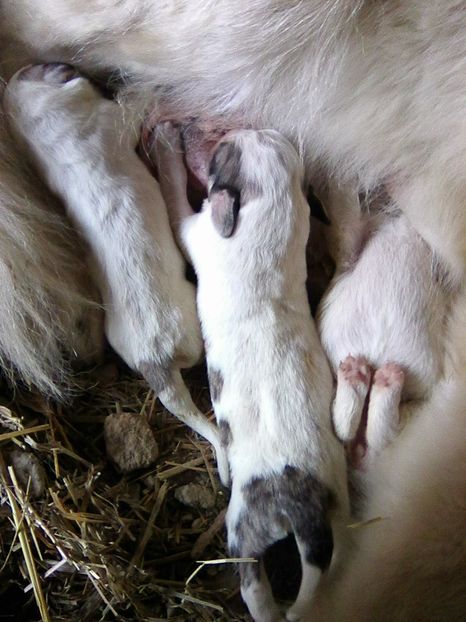 Photo0194 - AA Kinga si o noua generatie Ciobanesc de Bucovina in octombrie 2018