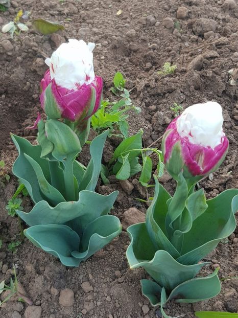 - Din grădina si alte floricele