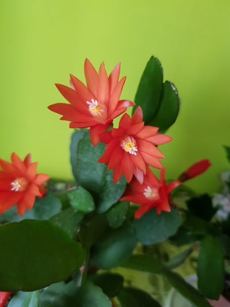  - Din grădina si alte floricele