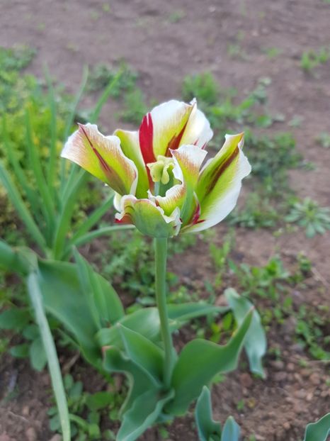  - Din grădina si alte floricele